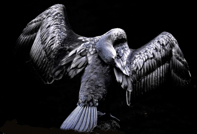 Gemaakt in de Alkmaarse Hout ,waar je nooit geen aalscholver ziet ,ik vind het een bijzonder mooie vogel door die iriserende kleuren