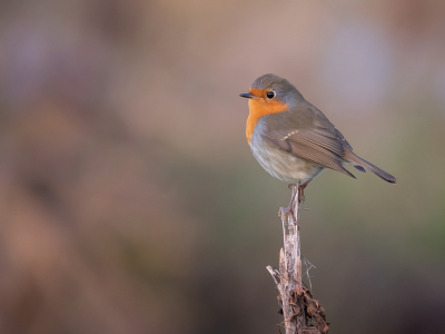 <i class='fa fa-user'></i> Vincent Vuik |   Roodborst  <i class='fa fa-eye'> 304</i>  <i class='fa fa-thumbs-up'> 12</i>   <i class='fa fa-comment-o'> 16</i>