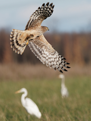 <i class='fa fa-user'></i> gntStattmann |   Blauwe Kiekendief  <i class='fa fa-eye'> 306</i>   <i class='fa fa-comment-o'> 3</i>