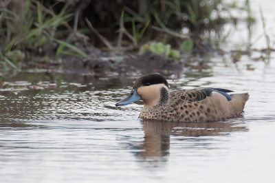 <i class='fa fa-user'></i> Paul van Giersbergen |   Hottentottaling  <i class='fa fa-eye'> 229</i>  <i class='fa fa-thumbs-up'> 1</i>   <i class='fa fa-comment-o'> 2</i>