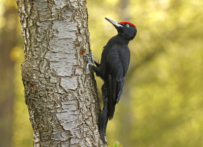 <i class='fa fa-user'></i> cornekoopmans |   Zwarte Specht  <i class='fa fa-eye'> 495</i>  <i class='fa fa-thumbs-up'> 32</i>   <i class='fa fa-comment-o'> 10</i>
