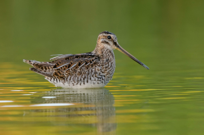 <i class='fa fa-user'></i> LubbertBoersma |   Watersnip  <i class='fa fa-eye'> 300</i>  <i class='fa fa-thumbs-up'> 12</i>   <i class='fa fa-comment-o'> 13</i>