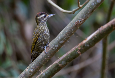 <i class='fa fa-user'></i> charlysax |   Parelbuikspecht  <i class='fa fa-eye'> 187</i>  <i class='fa fa-thumbs-up'> 4</i>   <i class='fa fa-comment-o'> 5</i>