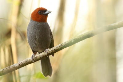 <i class='fa fa-user'></i> Martjan Lammertink |   Kastanjekoptangare  <i class='fa fa-eye'> 164</i>  <i class='fa fa-thumbs-up'> 2</i>   <i class='fa fa-comment-o'> 6</i>