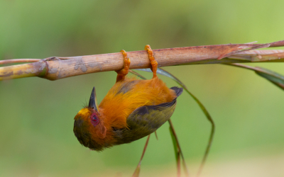 <i class='fa fa-user'></i> Van de Velde Frank |   Maleise Dwergspecht  <i class='fa fa-eye'> 180</i>  <i class='fa fa-thumbs-up'> 2</i>   <i class='fa fa-comment-o'> 7</i>