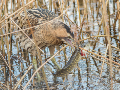 <i class='fa fa-user'></i> Carlo |   Roerdomp  <i class='fa fa-eye'> 510</i>  <i class='fa fa-thumbs-up'> 22</i>   <i class='fa fa-comment-o'> 12</i>