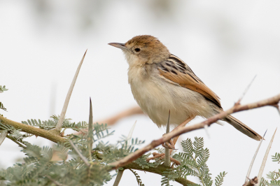 <i class='fa fa-user'></i> Paul van Giersbergen |   Heuglins Graszanger  <i class='fa fa-eye'> 209</i>   <i class='fa fa-comment-o'> 3</i>