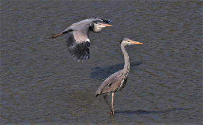gemaakt in de Geestemerambacht nabij Alkmaar ,de 2 reigers zaten steeds achter elkaar aan ,ik vond dit een mooi moment