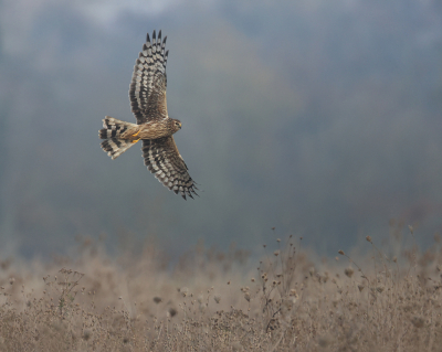 <i class='fa fa-user'></i> loek van de Leur |   Blauwe Kiekendief  <i class='fa fa-eye'> 287</i>  <i class='fa fa-thumbs-up'> 7</i>   <i class='fa fa-comment-o'> 10</i>