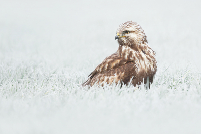 <i class='fa fa-user'></i> thijsglastra |   Ruigpootbuizerd  <i class='fa fa-eye'> 524</i>  <i class='fa fa-thumbs-up'> 40</i>   <i class='fa fa-comment-o'> 29</i>