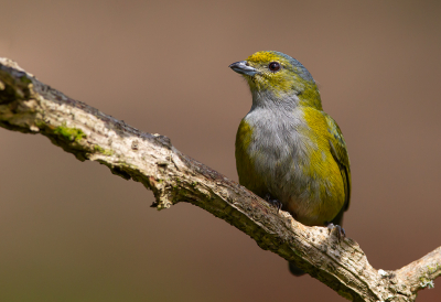 <i class='fa fa-user'></i> charlysax |   Vuurbuikorganist  <i class='fa fa-eye'> 167</i>  <i class='fa fa-thumbs-up'> 2</i>   <i class='fa fa-comment-o'> 3</i>