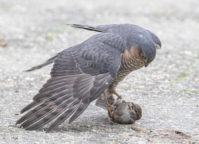 <i class='fa fa-user'></i> Jan P |   Sperwer  <i class='fa fa-eye'> 698</i>  <i class='fa fa-thumbs-up'> 46</i>   <i class='fa fa-comment-o'> 20</i>