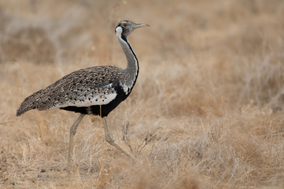 <i class='fa fa-user'></i> Paul van Giersbergen |   Hartlaubs Trap  <i class='fa fa-eye'> 216</i>  <i class='fa fa-thumbs-up'> 13</i>   <i class='fa fa-comment-o'> 9</i>