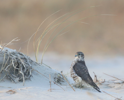 <i class='fa fa-user'></i> Henk Wiebe van der Meulen |   Smelleken  <i class='fa fa-eye'> 506</i>  <i class='fa fa-thumbs-up'> 35</i>   <i class='fa fa-comment-o'> 17</i>