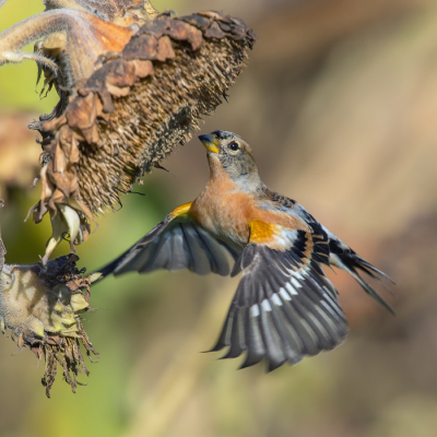 <i class='fa fa-user'></i> Rijn Bcude |   Keep  <i class='fa fa-eye'> 412</i>  <i class='fa fa-thumbs-up'> 22</i>   <i class='fa fa-comment-o'> 18</i>