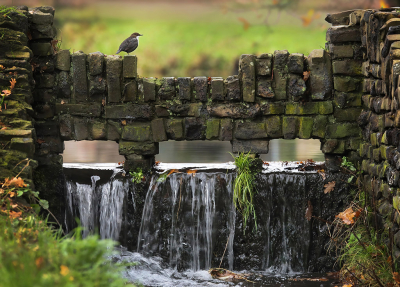 <i class='fa fa-user'></i> thijsglastra |   Waterspreeuw  <i class='fa fa-eye'> 532</i>  <i class='fa fa-thumbs-up'> 24</i>   <i class='fa fa-comment-o'> 34</i>