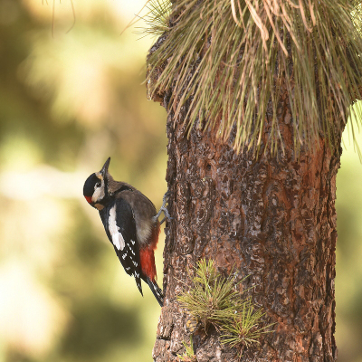 <i class='fa fa-user'></i> Gerard Visser |   Grote Bonte Specht  <i class='fa fa-eye'> 194</i>  <i class='fa fa-thumbs-up'> 2</i>   <i class='fa fa-comment-o'> 10</i>