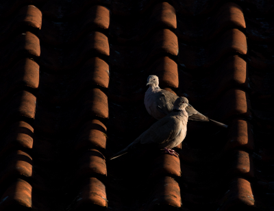 <i class='fa fa-user'></i> Henri Aantjes |   Turkse Tortel  <i class='fa fa-eye'> 265</i>  <i class='fa fa-thumbs-up'> 11</i>   <i class='fa fa-comment-o'> 13</i>