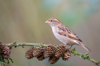 <i class='fa fa-user'></i> Freddy69 |   Huismus  <i class='fa fa-eye'> 217</i>  <i class='fa fa-thumbs-up'> 8</i>   <i class='fa fa-comment-o'> 15</i>