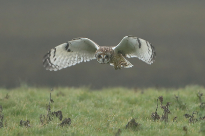 <i class='fa fa-user'></i> horneman69 |   Velduil  <i class='fa fa-eye'> 463</i>  <i class='fa fa-thumbs-up'> 25</i>   <i class='fa fa-comment-o'> 8</i>