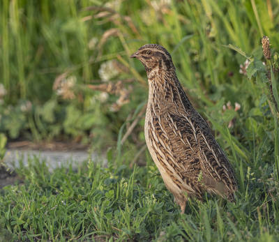 <i class='fa fa-user'></i> Fred |   Kwartel  <i class='fa fa-eye'> 438</i>  <i class='fa fa-thumbs-up'> 37</i>   <i class='fa fa-comment-o'> 19</i>