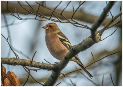 Tijdens een wandeling in het Heilooer bos kwam ik deze tegen in de bomen. Hij bleef even rustig zitten voor de foto
