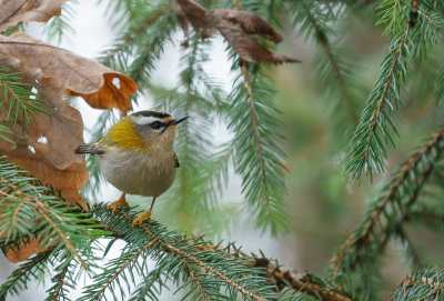 <i class='fa fa-user'></i> Jurgen Maassen |   Vuurgoudhaan  <i class='fa fa-eye'> 253</i>  <i class='fa fa-thumbs-up'> 8</i>   <i class='fa fa-comment-o'> 7</i>