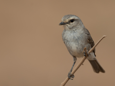 <i class='fa fa-user'></i> Paul van Giersbergen |   Streepkopvliegenvanger  <i class='fa fa-eye'> 155</i>  <i class='fa fa-thumbs-up'> 3</i>   <i class='fa fa-comment-o'> 3</i>
