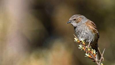 In de 43 jaar dat wij in Haarlem Molenwijk woonden hebben wij nooit een huismus gezien. Wel heggenmussen. Deze foto maakte ik op een zonnige dag in de AWD.