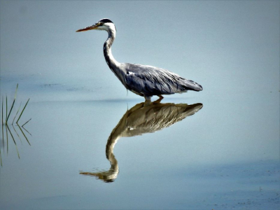 op een mooie windstille dag in de Geestemerambacht  bij Alkmaar  liep die reiger daar en met wat vegetatie er bij werd het een mooie foto.