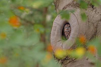 <i class='fa fa-user'></i> Hans Overduin |   Bosuil  <i class='fa fa-eye'> 396</i>  <i class='fa fa-thumbs-up'> 10</i>   <i class='fa fa-comment-o'> 14</i>