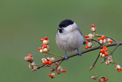 <i class='fa fa-user'></i> Gejo Wassink |   Glanskop  <i class='fa fa-eye'> 316</i>  <i class='fa fa-thumbs-up'> 13</i>   <i class='fa fa-comment-o'> 14</i>