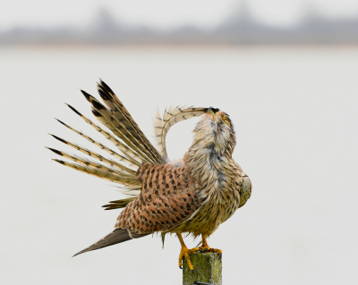 <i class='fa fa-user'></i> henkdikkers |   Torenvalk  <i class='fa fa-eye'> 330</i>  <i class='fa fa-thumbs-up'> 27</i>   <i class='fa fa-comment-o'> 21</i>