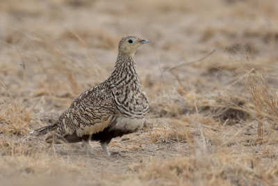 <i class='fa fa-user'></i> Paul van Giersbergen |   Roodbuikzandhoen  <i class='fa fa-eye'> 159</i>  <i class='fa fa-thumbs-up'> 1</i>   <i class='fa fa-comment-o'> 1</i>