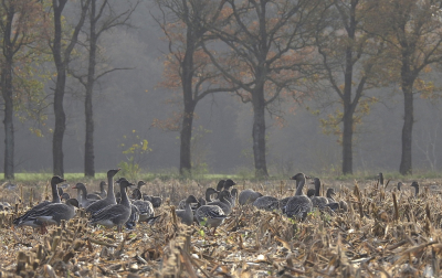 <i class='fa fa-user'></i> sieb |   Toendrarietgans  <i class='fa fa-eye'> 246</i>  <i class='fa fa-thumbs-up'> 10</i>   <i class='fa fa-comment-o'> 9</i>