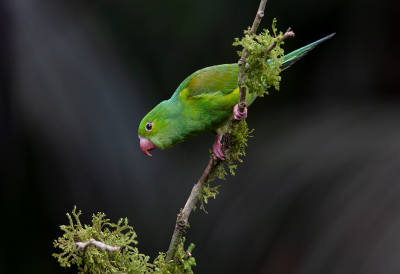 <i class='fa fa-user'></i> charlysax |   Tiricaparkiet  <i class='fa fa-eye'> 227</i>  <i class='fa fa-thumbs-up'> 11</i>   <i class='fa fa-comment-o'> 11</i>