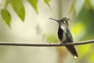 <i class='fa fa-user'></i> Martjan Lammertink |   Paarskroonkoketkolibrie  <i class='fa fa-eye'> 193</i>  <i class='fa fa-thumbs-up'> 9</i>   <i class='fa fa-comment-o'> 8</i>