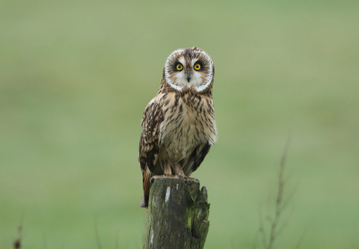 <i class='fa fa-user'></i> horneman69 |   Velduil  <i class='fa fa-eye'> 444</i>  <i class='fa fa-thumbs-up'> 22</i>   <i class='fa fa-comment-o'> 13</i>