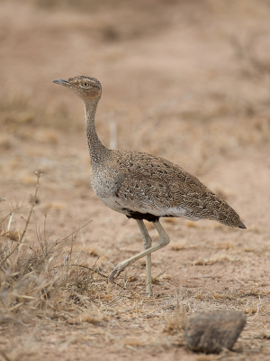 <i class='fa fa-user'></i> Paul van Giersbergen |   Ethiopische Kuiftrap  <i class='fa fa-eye'> 175</i>   <i class='fa fa-comment-o'> 2</i>