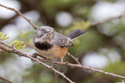 <i class='fa fa-user'></i> Paul van Giersbergen |   Gebandeerde Meeszanger  <i class='fa fa-eye'> 167</i>   <i class='fa fa-comment-o'> 1</i>
