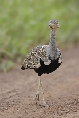 <i class='fa fa-user'></i> Ben Reitsma |   Zuid-Afrikaanse Kuiftrap  <i class='fa fa-eye'> 173</i>   <i class='fa fa-comment-o'> 4</i>