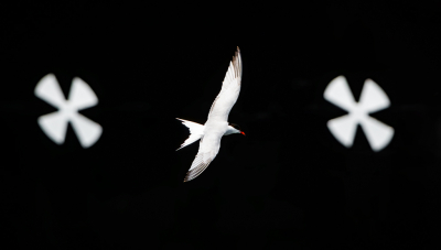 <i class='fa fa-user'></i> Hans Overduin |   Visdief  <i class='fa fa-eye'> 393</i>  <i class='fa fa-thumbs-up'> 22</i>   <i class='fa fa-comment-o'> 13</i>