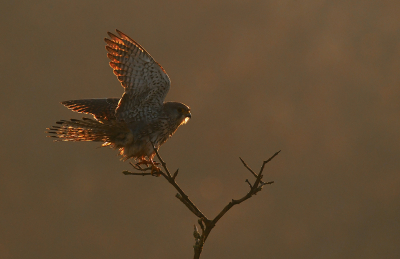 <i class='fa fa-user'></i> Eric Gibcus |   Torenvalk  <i class='fa fa-eye'> 221</i>  <i class='fa fa-thumbs-up'> 8</i>   <i class='fa fa-comment-o'> 2</i>