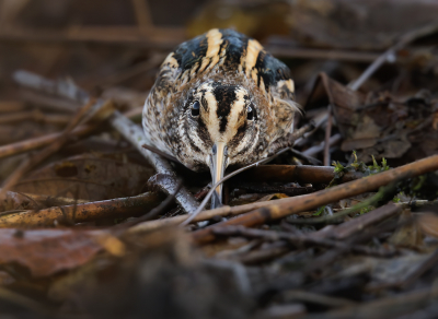 <i class='fa fa-user'></i> thijsglastra |   Bokje  <i class='fa fa-eye'> 438</i>  <i class='fa fa-thumbs-up'> 11</i>   <i class='fa fa-comment-o'> 8</i>