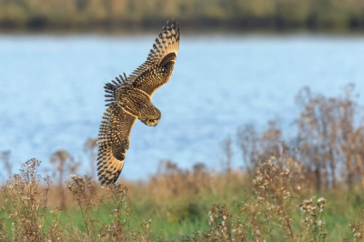 <i class='fa fa-user'></i> LubbertBoersma |   Velduil  <i class='fa fa-eye'> 366</i>  <i class='fa fa-thumbs-up'> 3</i>   <i class='fa fa-comment-o'> 6</i>