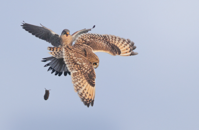 <i class='fa fa-user'></i> Ben Reitsma |   Velduil  <i class='fa fa-eye'> 661</i>  <i class='fa fa-thumbs-up'> 31</i>   <i class='fa fa-comment-o'> 16</i>