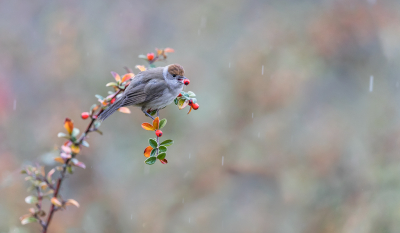 <i class='fa fa-user'></i> Leentje |   Zwartkop  <i class='fa fa-eye'> 360</i>  <i class='fa fa-thumbs-up'> 19</i>   <i class='fa fa-comment-o'> 16</i>