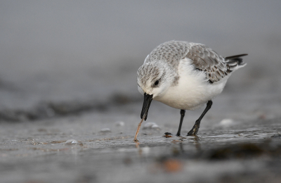 <i class='fa fa-user'></i> Eric Gibcus |   Drieteenstrandloper  <i class='fa fa-eye'> 211</i>  <i class='fa fa-thumbs-up'> 2</i>   <i class='fa fa-comment-o'> 2</i>