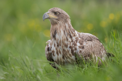 <i class='fa fa-user'></i> steppeke |   Zeearend  <i class='fa fa-eye'> 436</i>  <i class='fa fa-thumbs-up'> 10</i>   <i class='fa fa-comment-o'> 7</i>