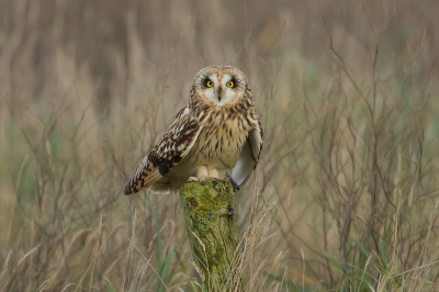 <i class='fa fa-user'></i> anevanrees |   Velduil  <i class='fa fa-eye'> 459</i>  <i class='fa fa-thumbs-up'> 26</i>   <i class='fa fa-comment-o'> 15</i>